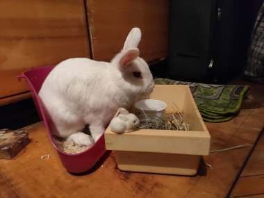 Beyaz tavşan gardırobun yanındaki dairede yemek yiyor..