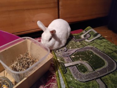 Beyaz tavşan gardırobun yanındaki dairede yemek yiyor.