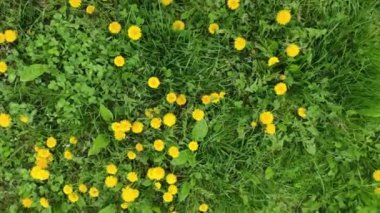 Renkli unsurlarla hareketli arka plan görüntüleri. Bahar çiçekleri.