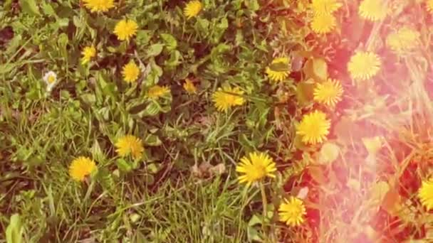Renkli Unsurlarla Hareketli Arka Plan Görüntüleri Bahar Çiçekleri — Stok video