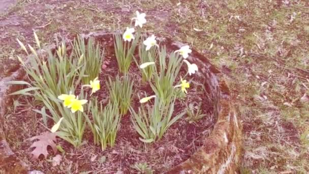 Rörelsematerial Bakgrund Med Färgglada Element Vårblommor Gula Blommor Blomsterbädd — Stockvideo