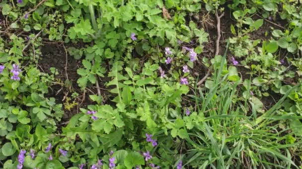 Fond Film Mouvement Avec Des Éléments Colorés Fleurs Printemps — Video