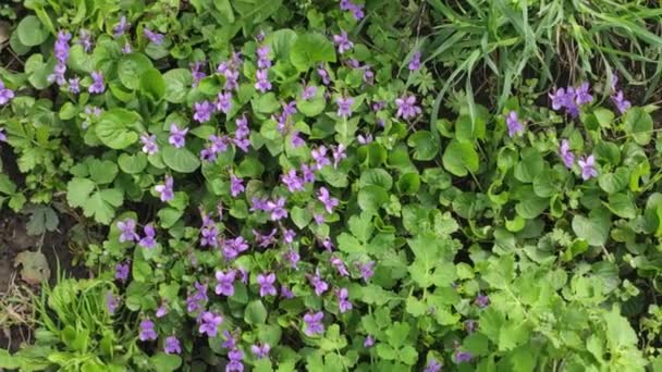 Pozadí Záznamu Pohybu Barevnými Prvky Jarní Květiny Ukrajinská Ukrajina Lilac — Stock video