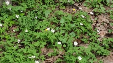Renkli unsurlarla hareketli arka plan görüntüleri. Bahar çiçekleri. Ukraynalı. Ukrayna.