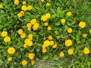 Harika, süper şirin, soyut ve güzel bir fotoğraf. Sarı çiçekler. Yeşil çimen.