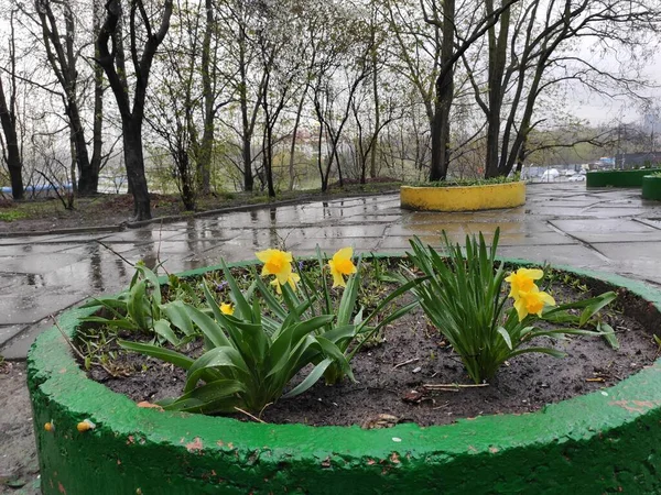 Úžasná Super Roztomilá Abstraktní Pěkná Fotka Žluté Květy Zelená Tráva — Stock fotografie