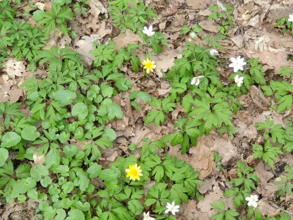 Amazing Super Cute Abstract Nice Photo Yellow Flowers Green Grass — стоковое фото