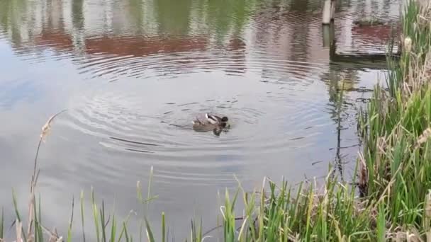 Motion Footage Background Colorful Elements Ducks Lake Spring — Video