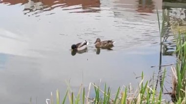 Motion footage background with colorful elements. Ducks lake. Spring.