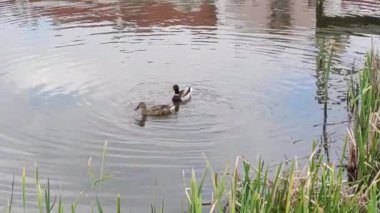 Motion footage background with colorful elements. Ducks lake. Spring.