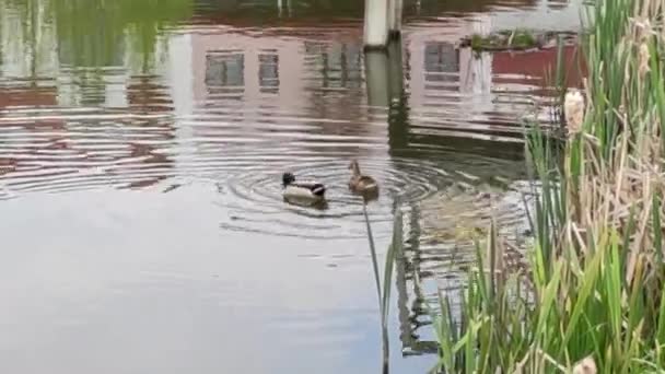 Motion Footage Background Colorful Elements Ducks Lake Spring — Video
