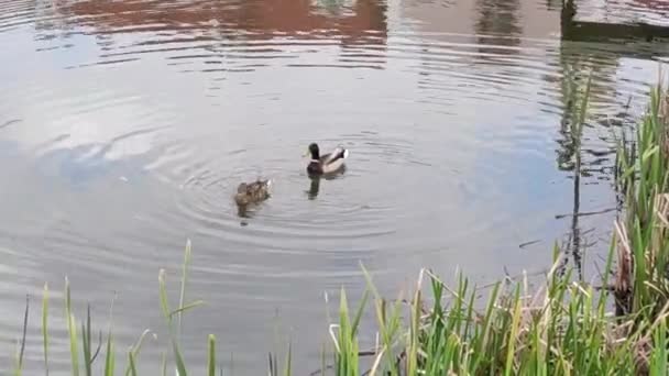 Filmagem Fundo Movimento Com Elementos Coloridos Lago Dos Patos Primavera — Vídeo de Stock