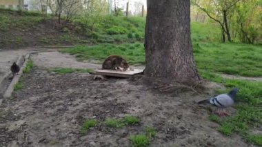 Motion footage background with colorful elements. The cat eats outside.