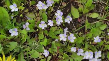 Renkli unsurlarla hareketli arka plan görüntüleri. Çiçek açan bitkiler dışarıda. Bahar. 