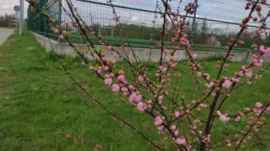 Motion footage background with colorful elements. Flowering plants outside. Spring. Trees.