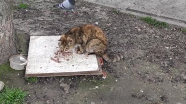 Motion footage background with colorful elements. The cat eats outside.