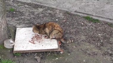 Motion footage background with colorful elements. The cat eats outside.