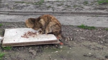 Motion footage background with colorful elements. The cat eats outside.
