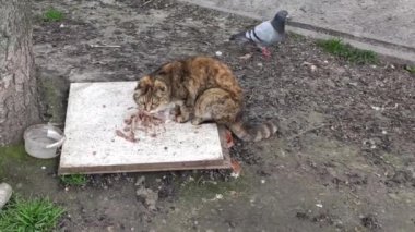 Motion footage background with colorful elements. The cat eats outside.