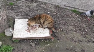 Motion footage background with colorful elements. The cat eats outside.