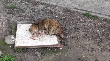 Motion footage background with colorful elements. The cat eats outside.