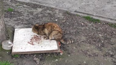 Motion footage background with colorful elements. The cat eats outside.