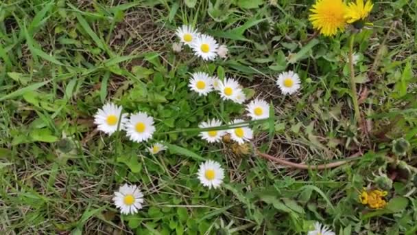 Motion Footage Background Colorful Elements Flowering Plants Spring Daisies Chamomiles — Stock video