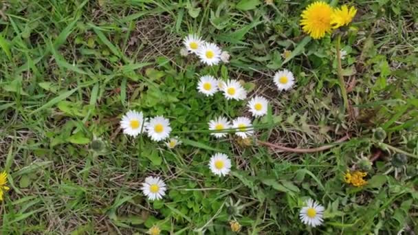 Motion Footage Background Colorful Elements Flowering Plants Spring Daisies Chamomiles — Vídeo de Stock