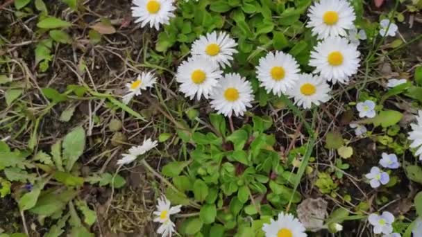 Motion Footage Background Colorful Elements Flowering Plants Spring Daisies Chamomiles — Vídeo de Stock