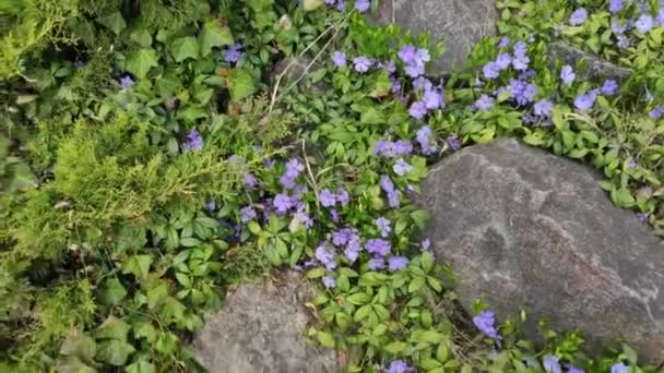 Motion Footage Background Colorful Elements Flowering Plants Spring Blue Flowers — Wideo stockowe