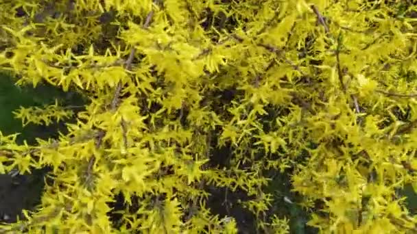 Materiał Filmowy Kolorowymi Elementami Kwitnące Rośliny Zewnątrz Wiosną Żółte Kwiaty — Wideo stockowe
