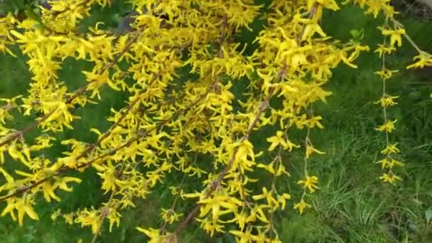 Motion Footage Background Colorful Elements Flowering Plants Spring Yellow Flowers — Stock Video