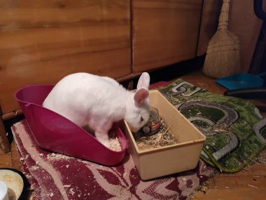 Soyut süper sevimli ve ilginç bir resim. Tavşan evde. Evcil hayvan. Beyaz Tavşan. Beyaz tavşan gardırobun yanında yemek yiyor..