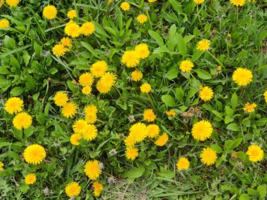 Soyut süper sevimli ve ilginç bir resim. Ukrayna 'da bahar manzarası. Yeşil çimenlerin üzerinde sarı karahindibalar..