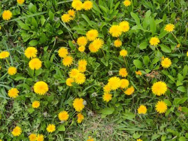 Soyut süper sevimli ve ilginç bir resim. Ukrayna 'da bahar manzarası. Yeşil çimenlerin üzerinde sarı karahindibalar..