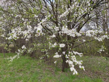 Soyut süper sevimli ve ilginç bir resim. Ukrayna 'da meyve yetiştirme bahçesi. Beyaz çiçekler.