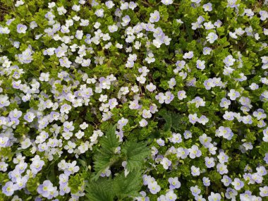 Soyut süper sevimli ve ilginç bir resim. Ukrayna 'da bahar manzarası. Yeşil çimenlerin üzerinde beyaz çiçekler.