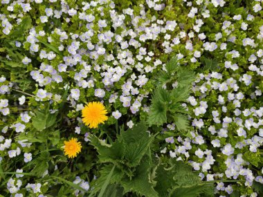 Soyut süper sevimli ve ilginç bir resim. Ukrayna 'da bahar manzarası. Yeşil çimenlerin üzerinde sarı karahindibalar. Beyaz çiçekler