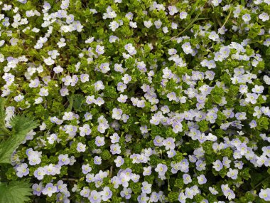 Soyut süper sevimli ve ilginç bir resim. Ukrayna 'da bahar manzarası. Yeşil çimenlerin üzerinde beyaz çiçekler.