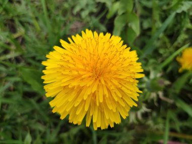 Soyut süper sevimli ve ilginç bir resim. Makro. Karahindiba, taraxacum, blowball