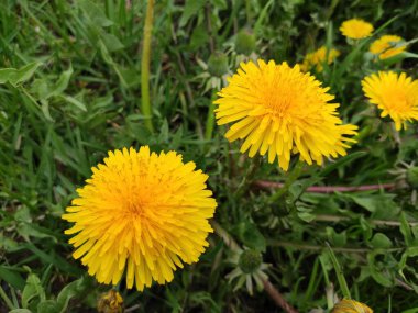 Soyut süper sevimli ve ilginç bir resim. Makro. Karahindiba, taraxacum, blowball