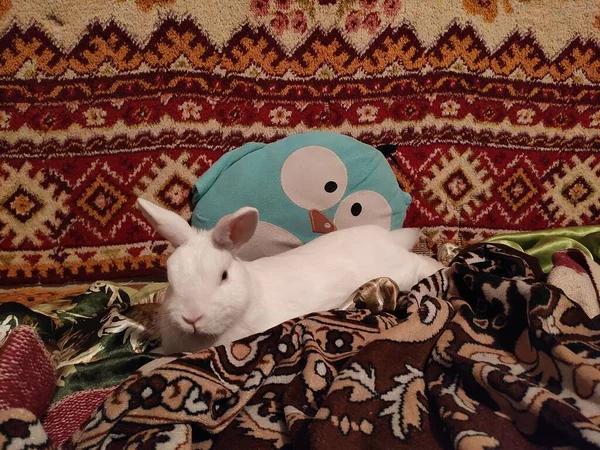 抽象的な超可愛くて面白い写真 自宅でウサギ ペットだ 白ウサギ ベッドの上のカーペットの横にあるベッドの上の白いウサギ — ストック写真