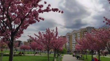 Lviv 'deki Kutsal Bakire' nin Doğumu Kilisesi yakınlarında pembe kiraz çiçekleri. Ukrayna.