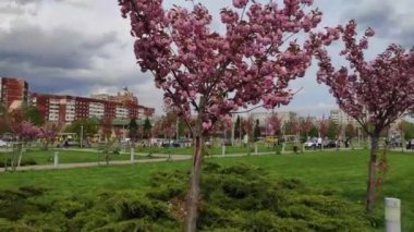 Lviv 'deki Kutsal Bakire' nin Doğumu Kilisesi yakınlarında pembe kiraz çiçekleri. Ukrayna.