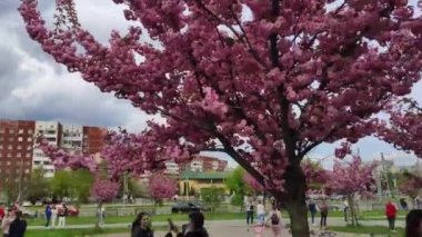 Lviv 'deki Kutsal Bakire' nin Doğumu Kilisesi yakınlarında pembe kiraz çiçekleri. Ukrayna.