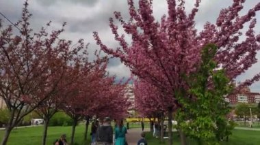 Lviv 'deki Kutsal Bakire' nin Doğumu Kilisesi yakınlarında pembe kiraz çiçekleri. Ukrayna.