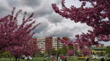 Pink cherry blossoms near the Church of the Nativity of the Blessed Virgin in Lviv. Ukraine.