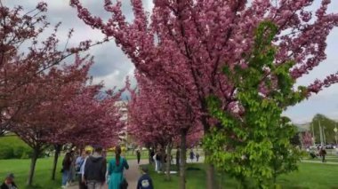 Lviv 'deki Kutsal Bakire' nin Doğumu Kilisesi yakınlarında pembe kiraz çiçekleri. Ukrayna.