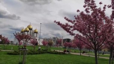 Lviv 'deki Kutsal Bakire' nin Doğumu Kilisesi yakınlarında pembe kiraz çiçekleri. Ukrayna.