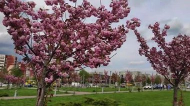 Lviv 'deki Kutsal Bakire' nin Doğumu Kilisesi yakınlarında pembe kiraz çiçekleri. Ukrayna.